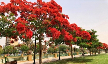 7 معلومات عن أشجار البونسوانا.. تزين الإسماعيلية باللون الأحمر (صور)