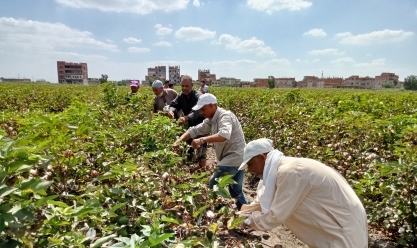 رئيس قسم تربية القطن بوزارة الزراعة: مصر تنتج 50% من «طويل التيلة» على مستوى العالم