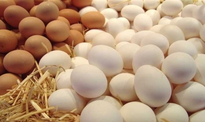 «الطب البيطري» بالقليوبية لـ قصواء الخلالي: ننتج 30 مليون بيضة «أورجانيك» سنويا