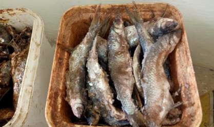 ضبط 36 طن أسماك مملحة غير صالحة للاستهلاك بكفر الشيخ