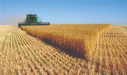 حصاد القمح في مزرعة مصرية