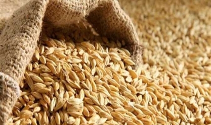 سعر طن الأرز الشعير اليوم الأحد 9-6-2024.. العريض الحبة بـ15.600 جنيه