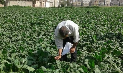 «الاتحاد المصري»: التأمين الزراعي يحمي الفلاحين من خسائر التقلبات المناخية