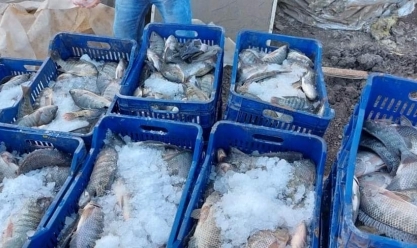 «أصبحت في متناول الجميع».. انخفاض أسعار الأسماك بأسواق بورسعيد بعد مقاطعة قوية