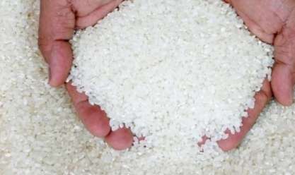 نقيب الفلاحين: توقعات بانخفاض أسعار الأرز الفترة المقبلة