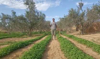 قرية شيبانة جنوب رفح تتزين باللون الأخضر بعد زراعة الأراضي الصحراوية