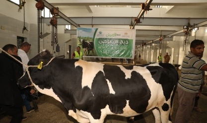 قبل عيد الأضحى.. أسعار الأضاحي 2024 في الأسواق ومزارع الماشية