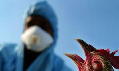 لأول مرة في العالم.. دولة أوروبية تعلن تطعيم البشر ضد إنفلونزا الطيور