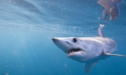 أنواع أسماك القرش في المياه المصرية.. «تايجر شارك» أشرسها