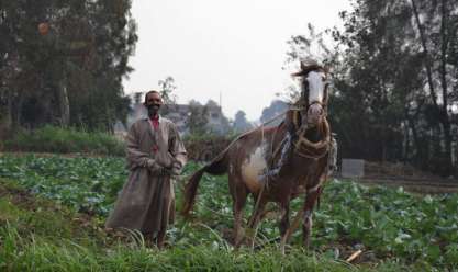نقيب الفلاحين: «التحالف الوطني» أولى اهتماما خاصا بالمزارع المصري
