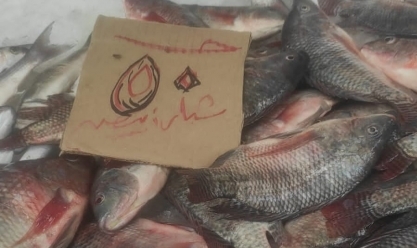 %50 انخفاضا في أسعار الأسماك ببورسعيد.. اعرف التفاصيل (صور)