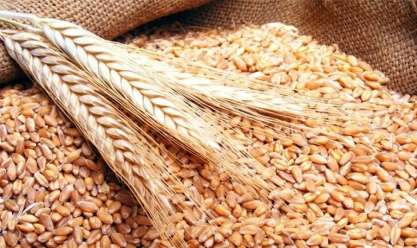 «التجارة»: تباين أسعار الحبوب عالميا في 2022 بسبب المعوقات اللوجيستية