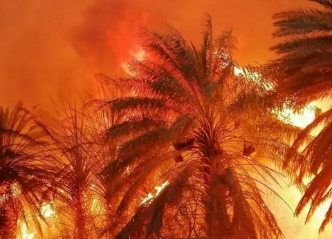 بالفيديو| حريق هائل يلتهم مزارع نخيل في الجوف السعودية
