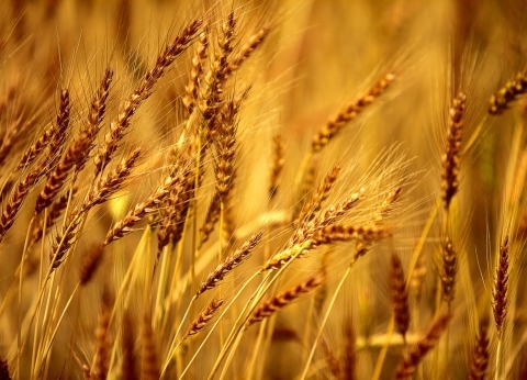 القمح السلعة الزراعية الأهم في العالم