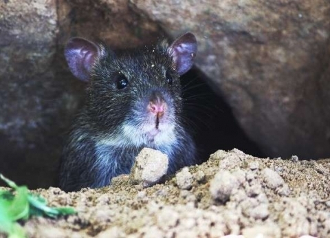 دراسة: يجب قتل الفئران حول العالم لإنقاذ الحيوانات المهددة بالانقراض