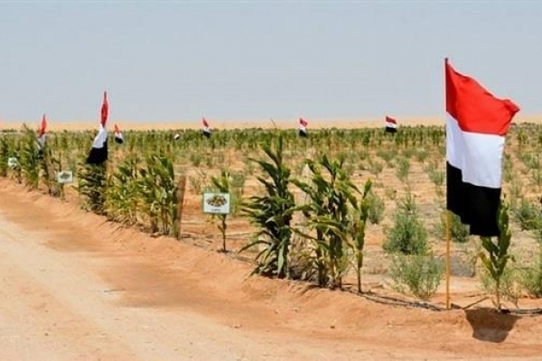 جانب من المشروعات الزراعية في شبه جزيرة سيناء