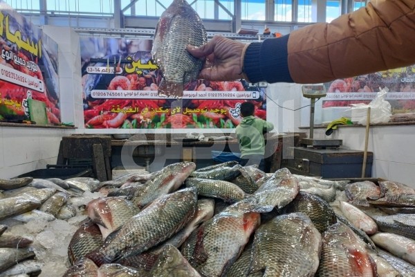 أسعار السمك