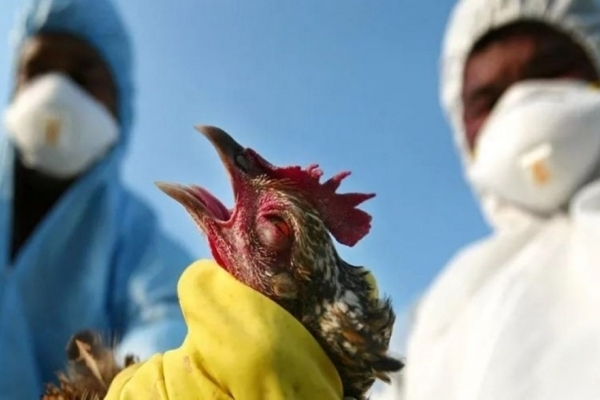 إنفلونزا الطيور في الهند