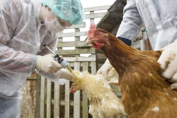 وفاة أول حالة مؤكدة بمتحور أنفلونزا الطيور