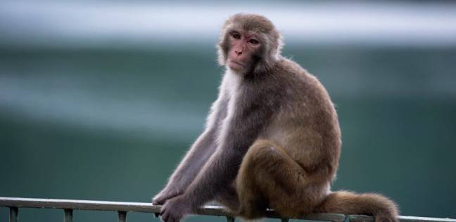 بعد فيديو القرد.. طبيب بيطري عن إثارة الحيوانات جنسيًا: "يدفعهم إلى الاكتئاب والانتحار"