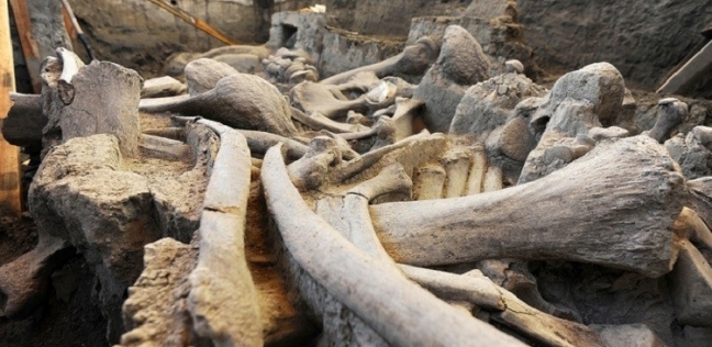 العظام التي عثر عليها في زارايسك