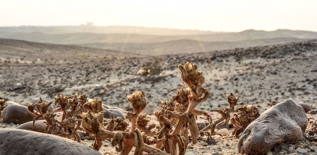 ألوان الوطن | الغابات المتحجرة.. تجربة مثيرة لمحبي التحديات والمغامرة