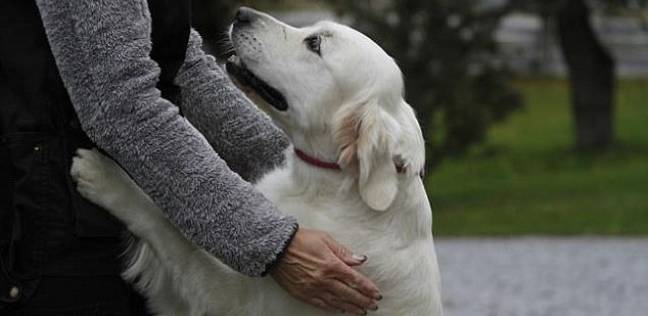 تختلف الكلاب في الاتصال مع أصحابها وفقا للاختلافات الجينية