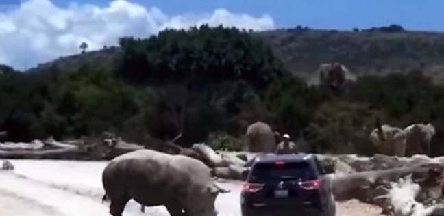 وحيد القرن يهاجم سيارة سياح بوحشية