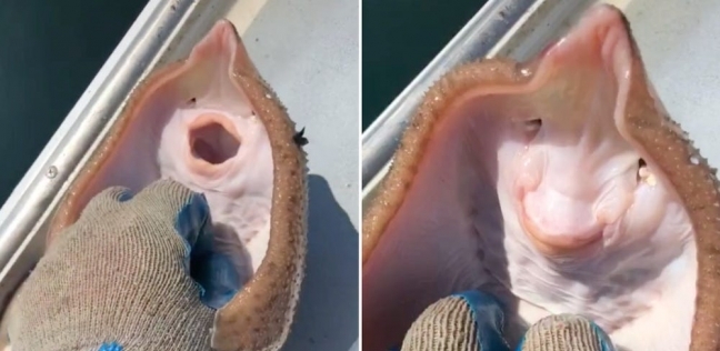 فيديو لسمكة تضحك مثل البشر يحقق 100 مليون مشاهدة.. وخبير يفسر تعبيرات