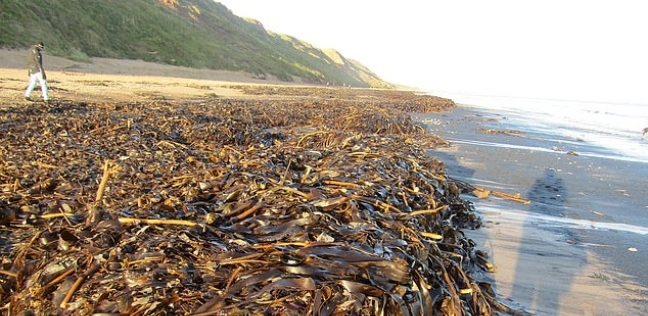 تحقيق عاجل في نفوق آلاف الكائنات البحرية بشواطئ انجلترا