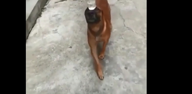 كلب بارع في لعبة التوازن