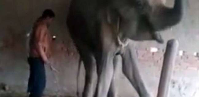 تعذيب أنثي الفيل حتى الموت في الهند