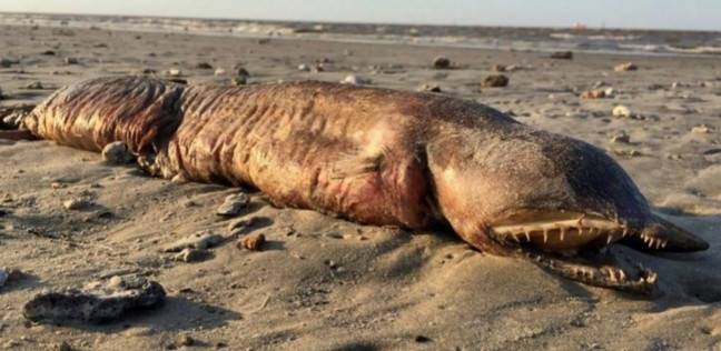 الحيوان الضخم النافق على أحد شواطئ تكساس