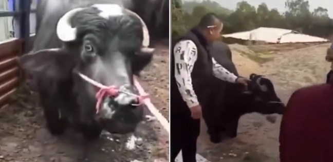 البقرة الباكية التي أثارت تعاطف الكثير من رواد وسائل التواصل الاجتماعي في الصين
