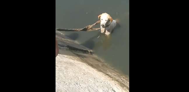 الكلب أثناء إنقاذه