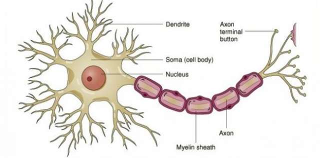 خلية عصبية