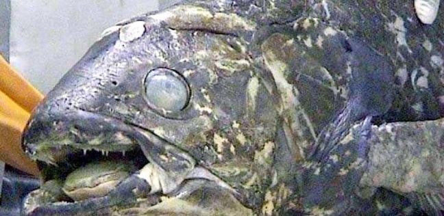 اكتشاف أسماك عملاقة حية من عصر الديناصورات.. عمرها 100 عام