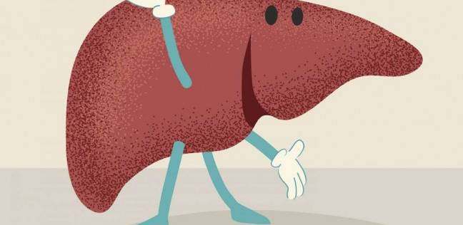 12 معلومة غريبة عن وظائف الكبد واهميته للجسم قد تسمع عنها لأول مرة