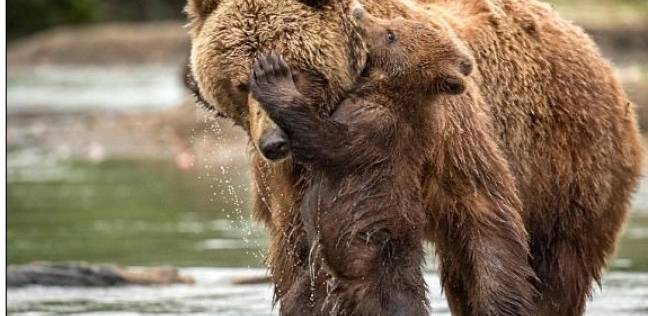 الدب وأمه