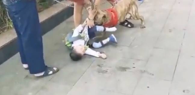 كلب شرس يهاجم طفل والمارة تنقذه بصعوبة
