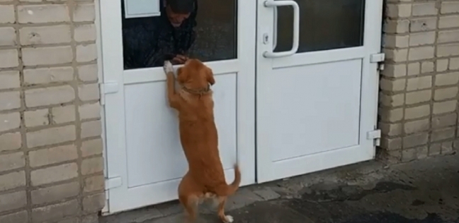 كلب ينتظر صاحبه لأسابيع عند باب المشفى