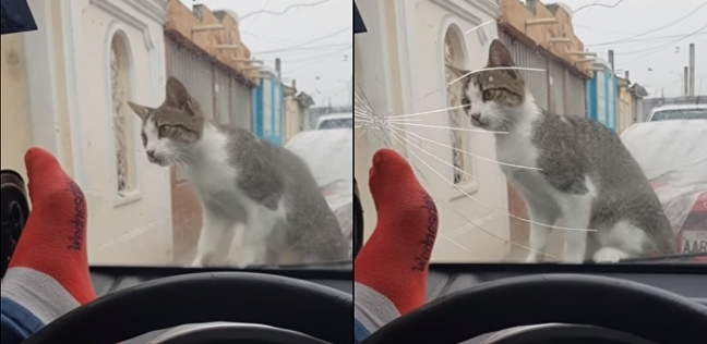 حاول إخافة قطة فكسر زجاج سيارته