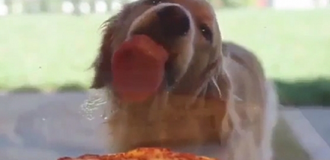 كلب جائع يلعق زجاج مطعم بيتزا