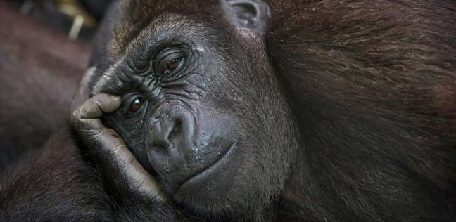 أكل الشمبانزي أدمغة صغار فرائسه أولا يقدم ادله حول تطور الإنسان