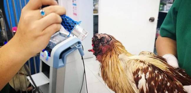 دجاجة مرعبة تعيش 7 أيام بعد قطع رأسها