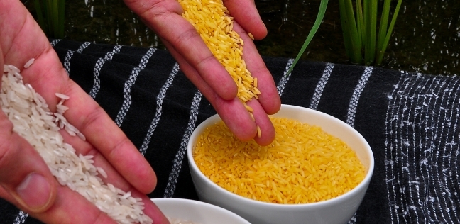 الأرز الذهبي يمكن أن يعالج العمي