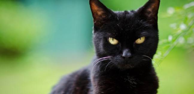 حقيقة تمثل الجن في جسد القطط السوداء