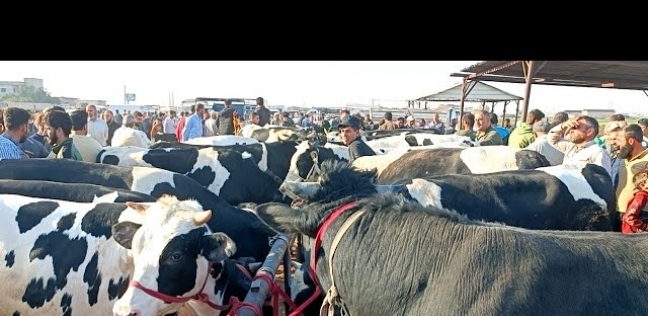 تراجع كبير في أسعار لحوم العجول والبقري قائم اليوم في أسواق الماشية 