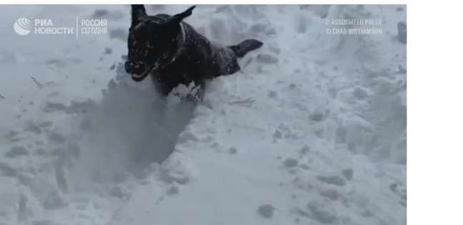 كلب يسير في الثلج بولاية أريزونا