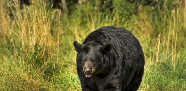 الدب الأسود